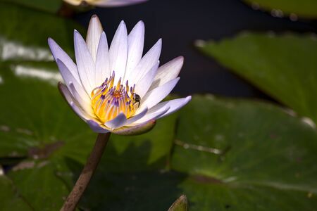Close-up photography of a white water lily with some bug walking on it, captured at the Andean mountains of central Colombia.の写真素材