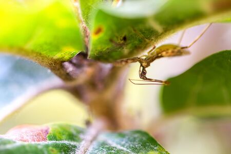 Macro photography of a little assassin bug under a leaf. Captured at the Andean mountains of central Colombia.の写真素材