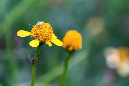 Macro photography of a capsid bug walking on a tiny yellow flower. Captured at the Andean mountains...