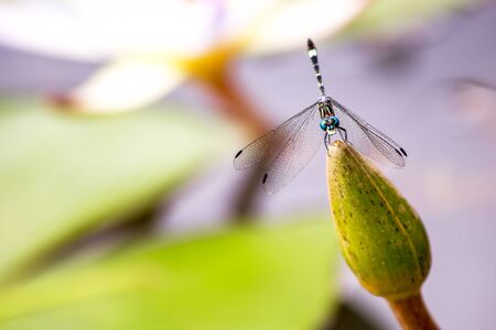 Close-up photography of an azure damselfy resting on top of a white water lily bud. Captured at the Andean mountains of central Colombia.の写真素材