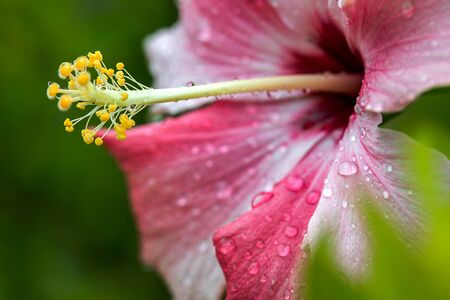 Macro photography of a hibiscus flower with some morning dew drops. Captured at the Andean mountains...