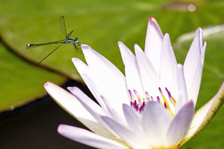Close-up photography of a beautiful blue and black damselfly resting on a water lily petal. Captured at the Andean mountains of central Colombia.の写真素材