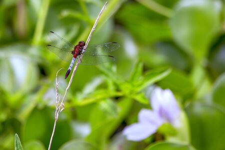 Close-up photography of a red and white dragonfly resting on a dry straw of grass. Captured at the...