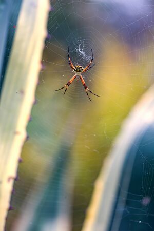 Macro photography of a silver argiope spider hanging from its web between two agave americana...
