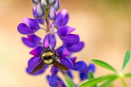 Macro photography of bumblebee feeding from a lupin flower. Captured at the Andean mountains of...
