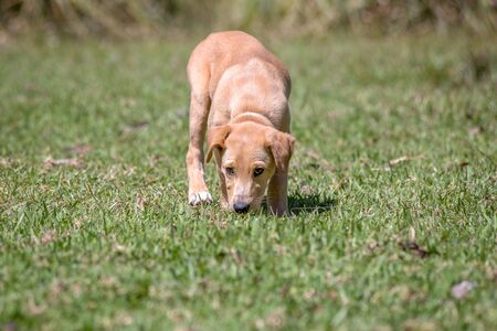 A puppy explores his new enviroment sniffing the ground. captured at the Andean mountains of central...