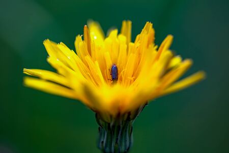 Macro photography of a dandelion flower with a tiny bug inside. Captured at the Andean mountains of...
