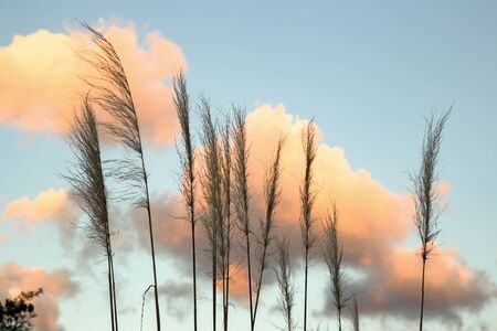 A group of fluffy clouds give an excellent background to a pampas grass flowers, in a peaceful sunset at the Andean mountains of central Colombia.の写真素材