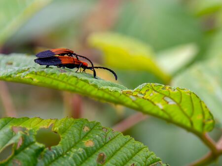Macro photography of one young net-winged beetle on top of an adult net-winged beetle, walking on an...