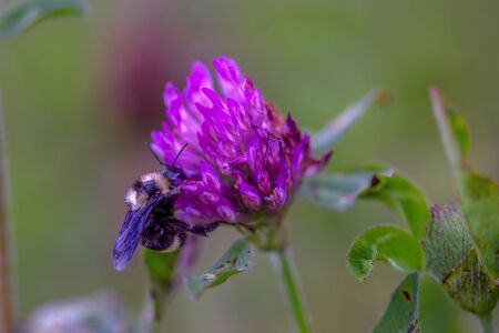 Macro photography of a bumblebee hanging from a red clover flower while it feeds. Captured at the Andean mountains of central Colombia.の写真素材