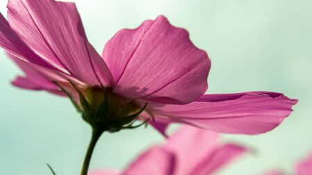 Macro  photography of a garden cosmos flower from behind. Captured at the Andean mountains of central Colombia.の写真素材