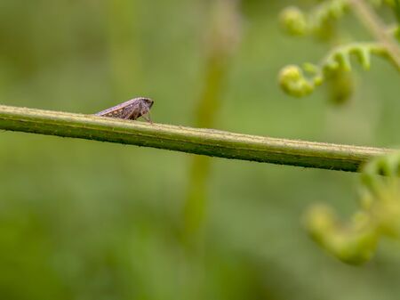 Macro photography of a very tiny grasshopper standing on an eagle fern branch. Captured at the...