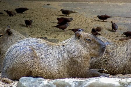 A capybara lying on the ground with some pigeons around.  Captured at the Andean mountains of southern Colombia.の写真素材