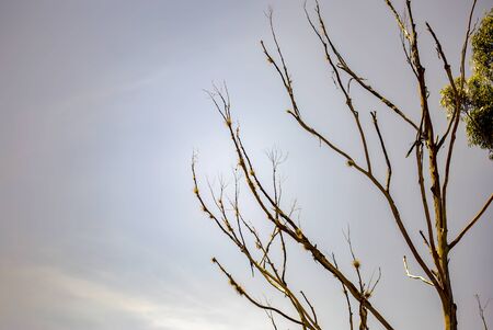 Multiple exposure of the leafless branches of a death eucalyptus against the cloudy sky. Captured at the Andean mountains of central Colombia.の写真素材