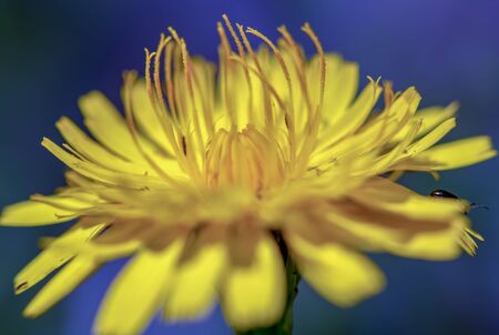 Macro photography of a dandelion flower with some unknown bugs on it. Captured at the Andean mountains of central Colombia.の写真素材