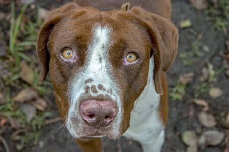 Close-up portrait photography of a mongrel dog. Captured at the Andean mountains of central Colombia.の写真素材