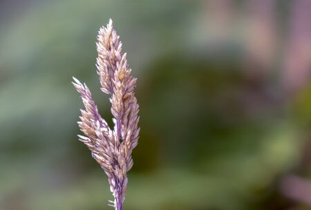 Macro photography of a full developed spike of grass. Captured at the Andean mountains of central Colombia.の写真素材