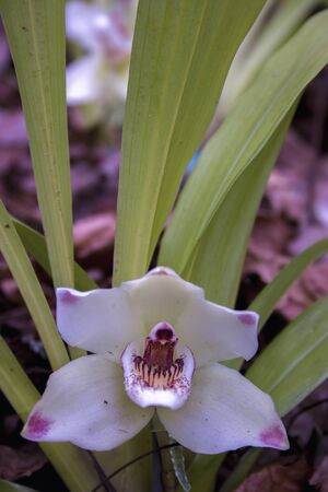 Close-up photography of a white Pescatoria orchid flower. Captured at the Andean mountains of central Colombia. - verticalの写真素材
