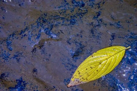Close-up photography of a yellow tree leaf floating on a stream. Captured at the Andean mountains of central Colombia.の写真素材