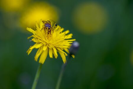 Macro photography from the back of a bee feeding on a dandelion flower. Captured at the Andean mountains of central Colombia.の写真素材