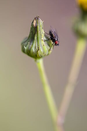 Macro photography of a stable fly resting on a dandelion bud. Captured at the Andean mountains of central Colombia.の写真素材