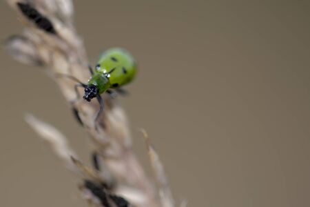 Macro photography of a spotted cucumber beetle on a grass flower, captured at the Andean mountains of central Colombia.の写真素材