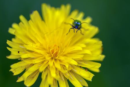 Macro photography of a spotted cucumber beetle on a dandelion flower. Captured at the Andean mountains of central Colombia.の写真素材