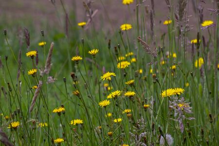 A field of dandelion flowers. Captured at the Andean mountains of central Colombia.の写真素材