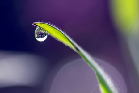 Macro photography of a dew drop hanging from the tip of a blade of grass. Captured at the Andean mountains of central Colombia.の写真素材