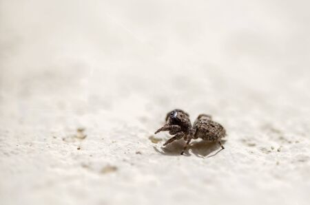 Macro photography of a tiny brown jumping spider walking on a wall. Captured at the Andean mountains of central Colombia.の写真素材