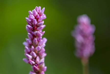 Macro photography of a beautiful smartweed flower, captured at the Andean mountains of central Colombia.の写真素材