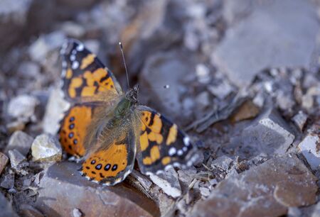 Macro photography of a West Coast lady butterfly resting on a stoned road, captured at the Andean mountains of central Colombia.の写真素材