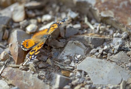 Macro photography of a West Coast lady butterfly resting on a stoned road, captured at the Andean mountains of central Colombia.の写真素材