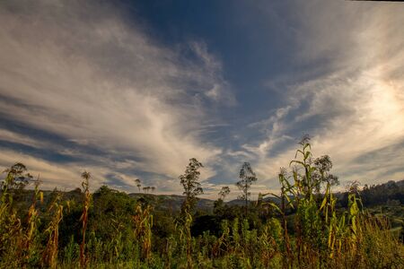 Multiple exposure of a corn crop against the morning sky in the central Andean mountains of Colombia.の写真素材