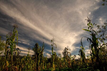 Wide angle view of a corn crop against the early mornng sky in the central Andean mountains of Colombia.の写真素材