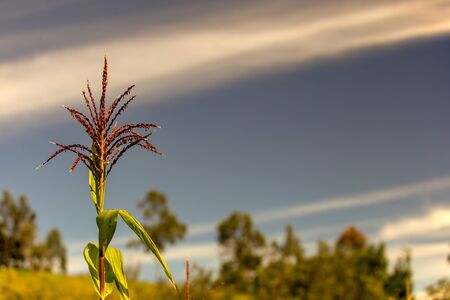Corn flower against the early morning sky and some trees in the background, captured at the central Andean mountains of Colombia.の写真素材