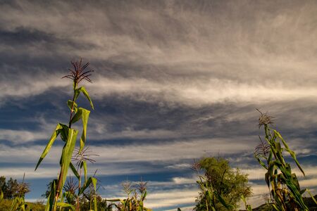 Low angle view of some corn plants against the early morning sky at the central Andean mountains of Colombia.の写真素材