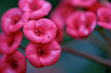 Macro photography of the crown of thorns flowers, captured at the central Andean mountains of Colombia.の写真素材