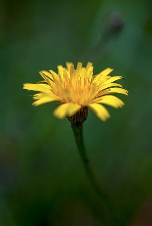 Macro photography of a dandelion flower, captured at the high Andean mountains of central Colombia.の写真素材