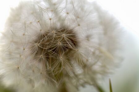 Macro photography of a dandelion seed head captured at the Andean mountains of central Colombia.の写真素材
