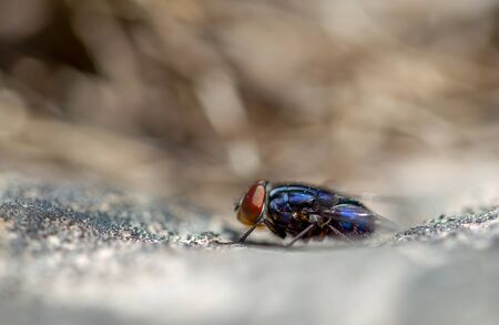 Macro photography of a blue fly on a rock, captured in the high mountains of central Colombia. View from the side.の写真素材