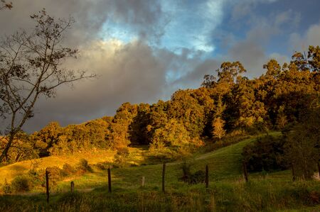 Multiple exposure of a native forest of the central Andean mountains of Colombia illiminated by the sunset light.の写真素材