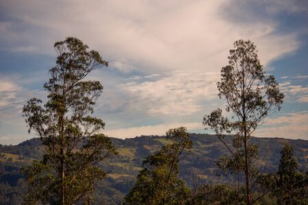 Multiple exposure of the canopy of two eucalyptus trees with the morning sky at the background. Captured at the central Andean mountains of Colombia.の写真素材