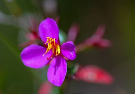 Macro photography of the exotic and endemic Monochaetum myrtoideum flower, taken in the high mountains of the central Andes of Colombia.の写真素材