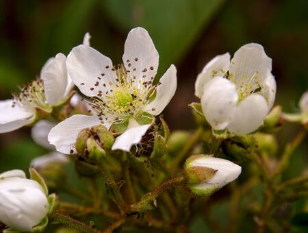 Macro photography of wild blackberry flowers and buds, taken in the Andean mountains of central Colombia.の写真素材