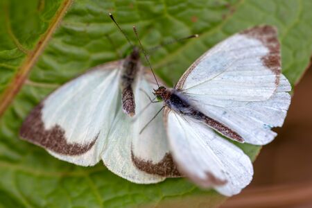 Macro photography of two great southern white butterfly in different steps of the courtship, on a leaf. Captured at the Andean mountains of central Colombia.の写真素材