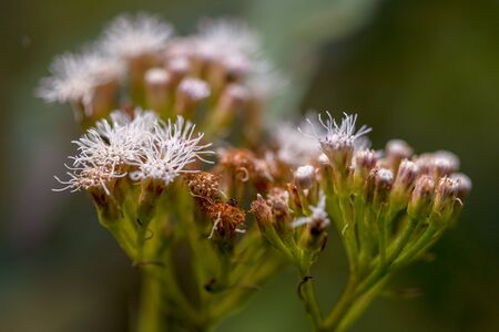 Macro photography of white mistflowers, captured at the highlands of the Andean mountains of central Colombia.の写真素材