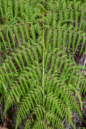 Macro photography of eagle fern fronds from the top, captured at the highlands of the Andean mountains of central Colombia.の写真素材