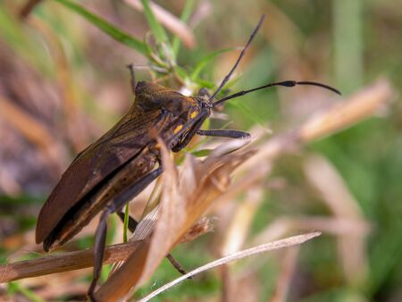 Macro photography of a brown assassin bug walking on the grass. Captured at the highlands of the...
