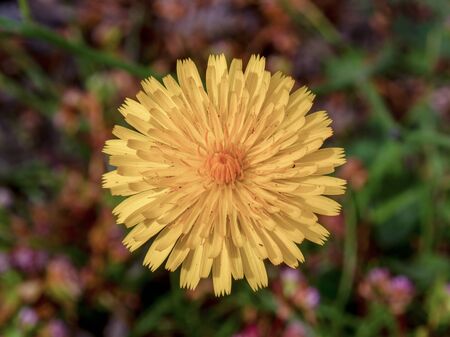 Macro photography view from the top of a dandelion flower. Captured at the highlands of the ANdean mountains of central Colombia.の写真素材
